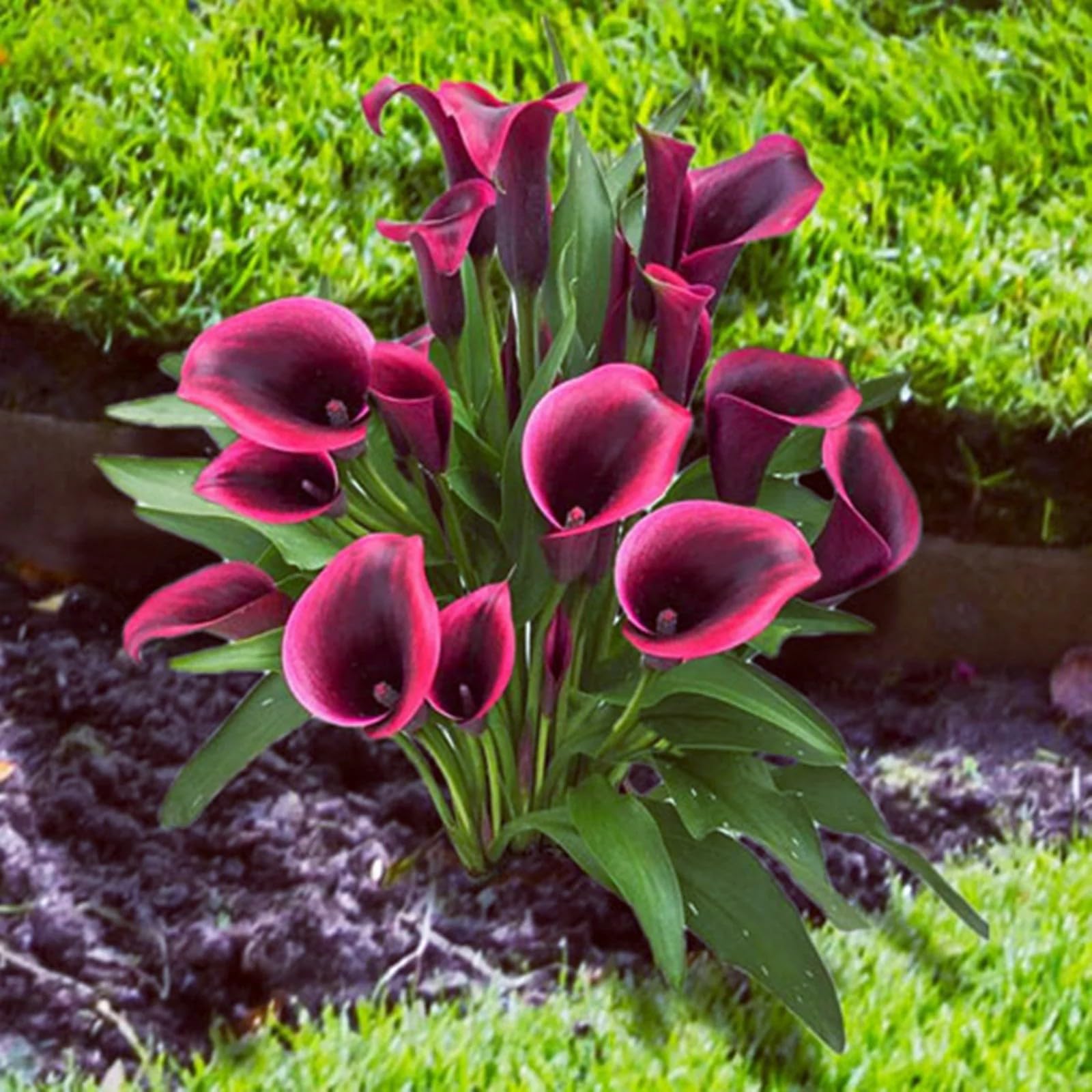 Calla Lily Bulbs for Planting Now UK Ornamental Perennial Excellent Display Plant Bulbs Greening Flower Good for Containers/Natural Organic Easy Plant Perennial-8bulbs-O
