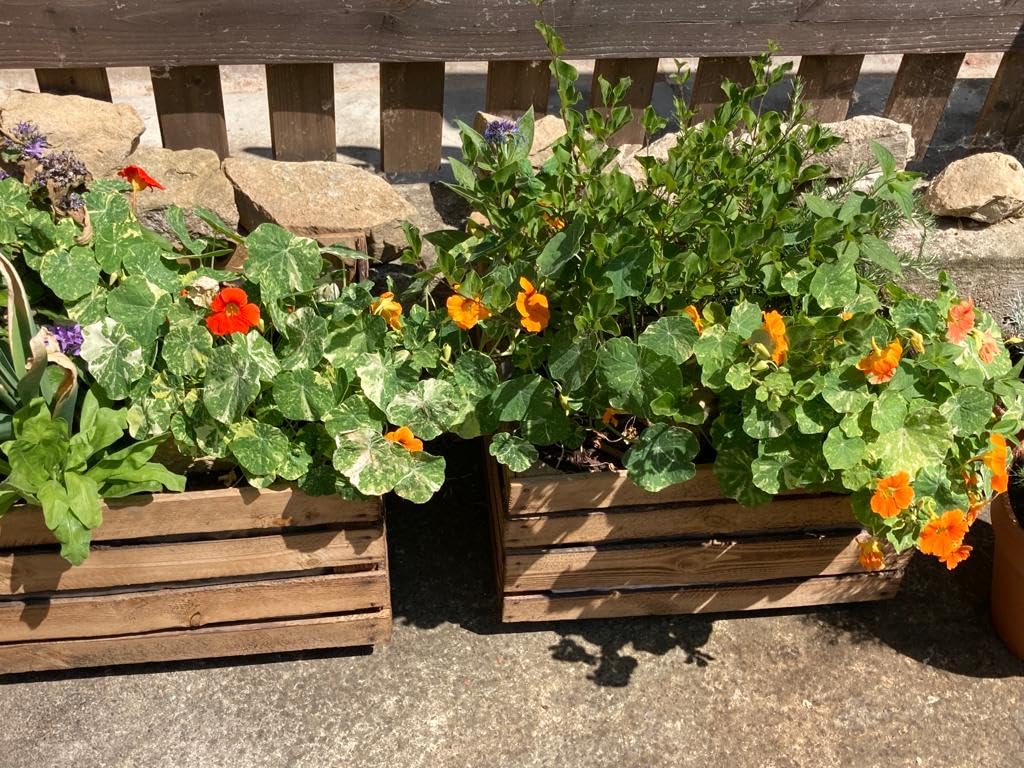 Lot de 3 cagettes massives Shabby Vintage pour les fruits, le vin, les pommes et le bois - Dimensions approximatives : 49 x 42 x 31 cm.