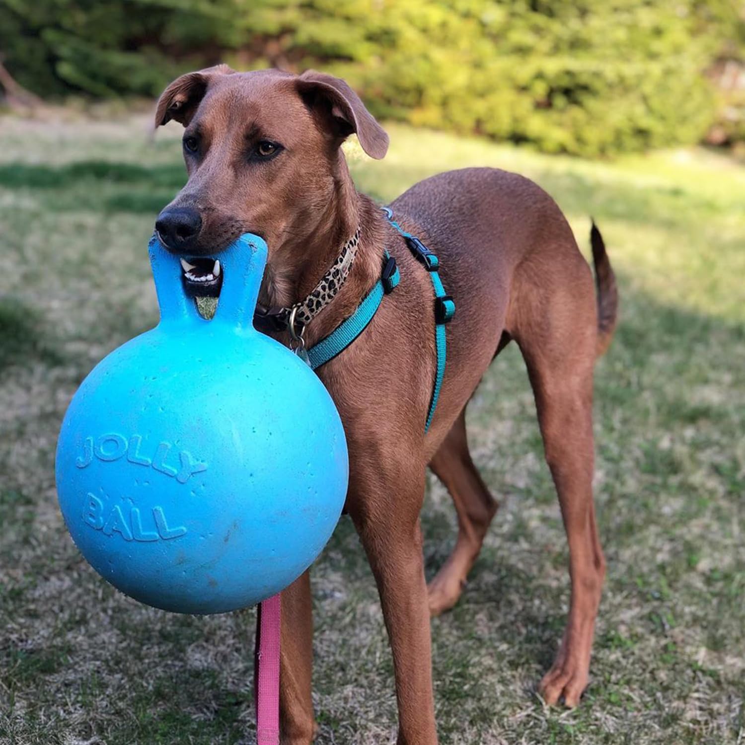 Jolly Pets JOLL047B Hundespielzeug - Tug-n-Toss, 25 cm, hellblau