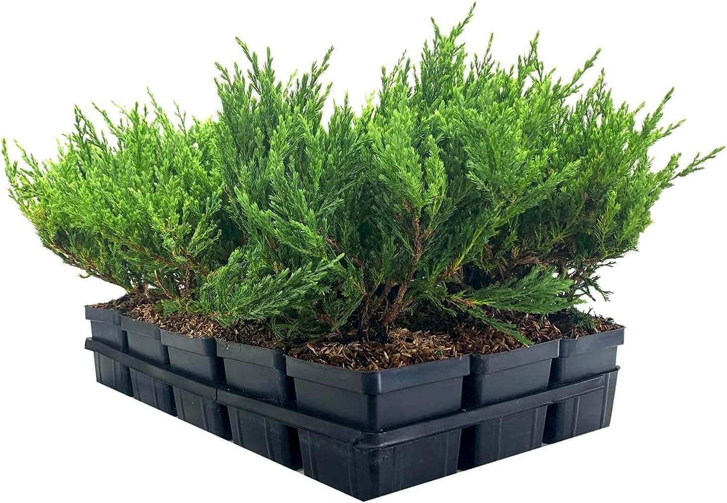 Juniper Andorra Compacta | 1 Live 4 Inch Pot | Juniperus horizontalis ‘Andorra Compacta’ | Low-Growing Evergreen Ground Cover | Drought-Tolerant Landscaping Plants
