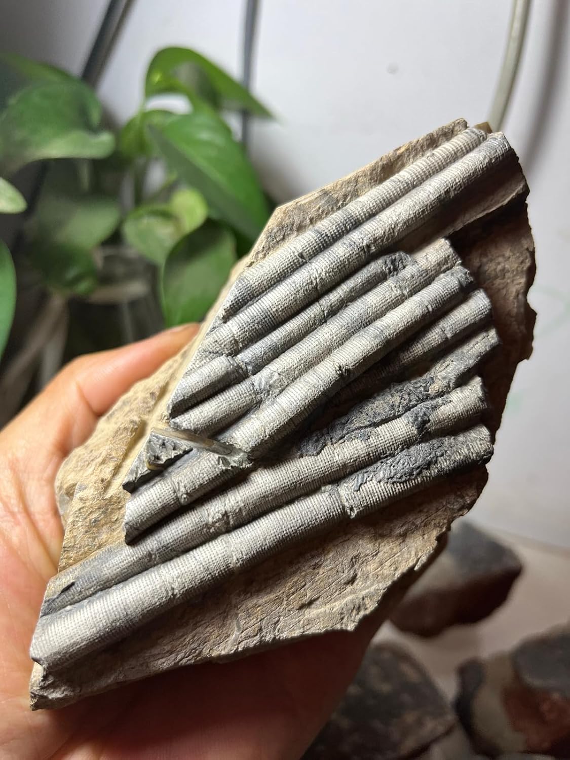 Natural Triassic Period Prehistoric Jurassic biota crinoids Fossils