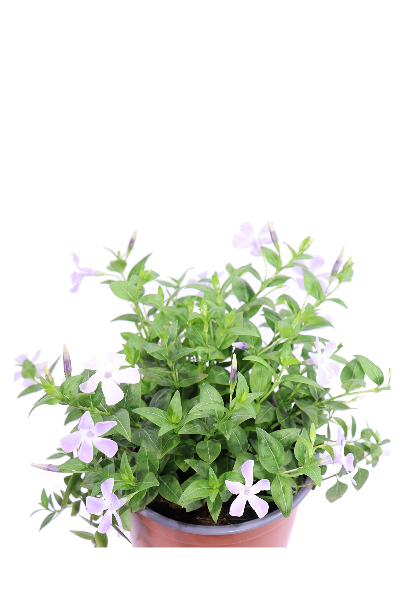 Pianta di Pervinca Maggiore Pianta di Vinca Major pianta tappezzante pianta da esterno pianta ricadente pianta ornamentale di Vinca Major venduta da eGarden.store