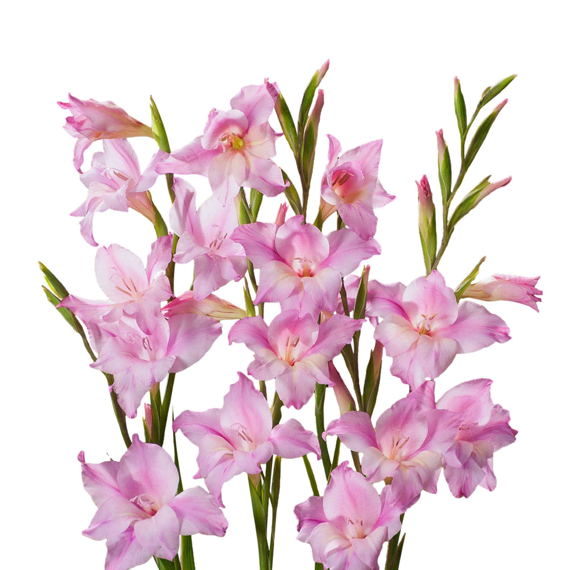 Easy to Grow Hardy Gladiolus 'Charming Lady' Plant Bulbs (10 Pack) - Light Pink Flowering Blooms in Spring to Summer Gardens