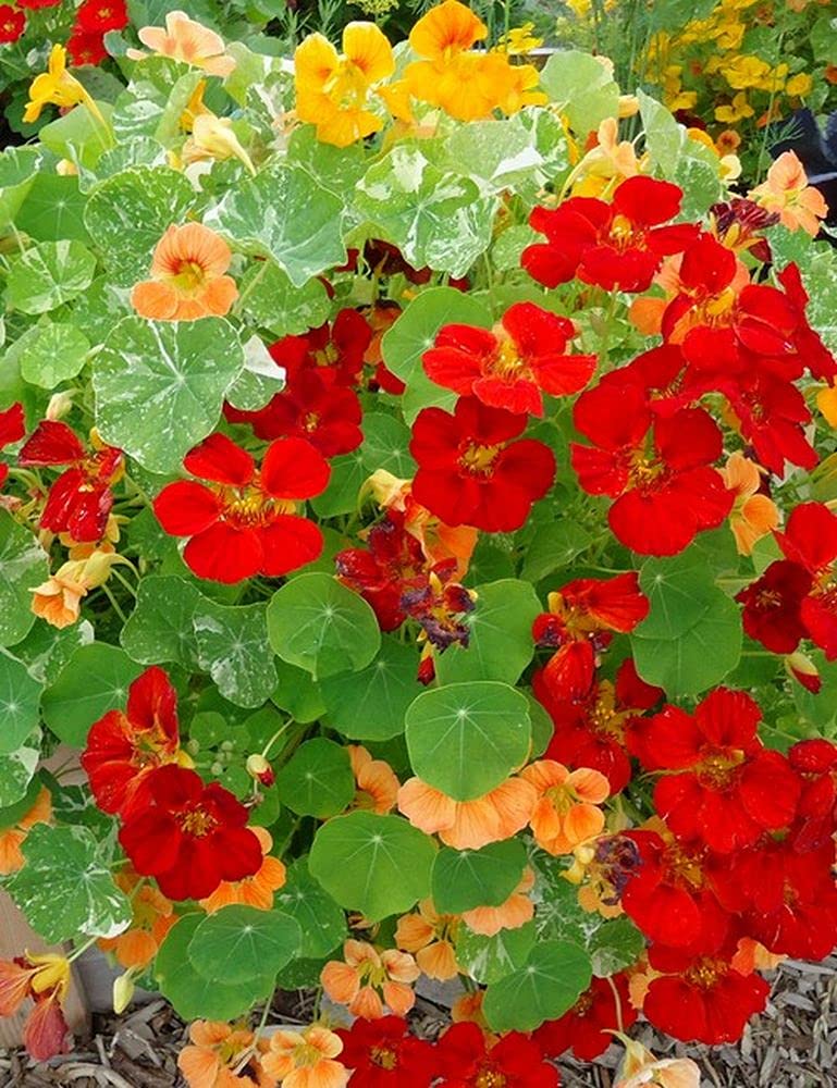 PLANTOGALLERY Nasturtium Flower F1 Hybrid Seeds Small Pack (PL-SEEDS-217) (B09B2M6PRS) Amazon Price History, Amazon Price Tracker