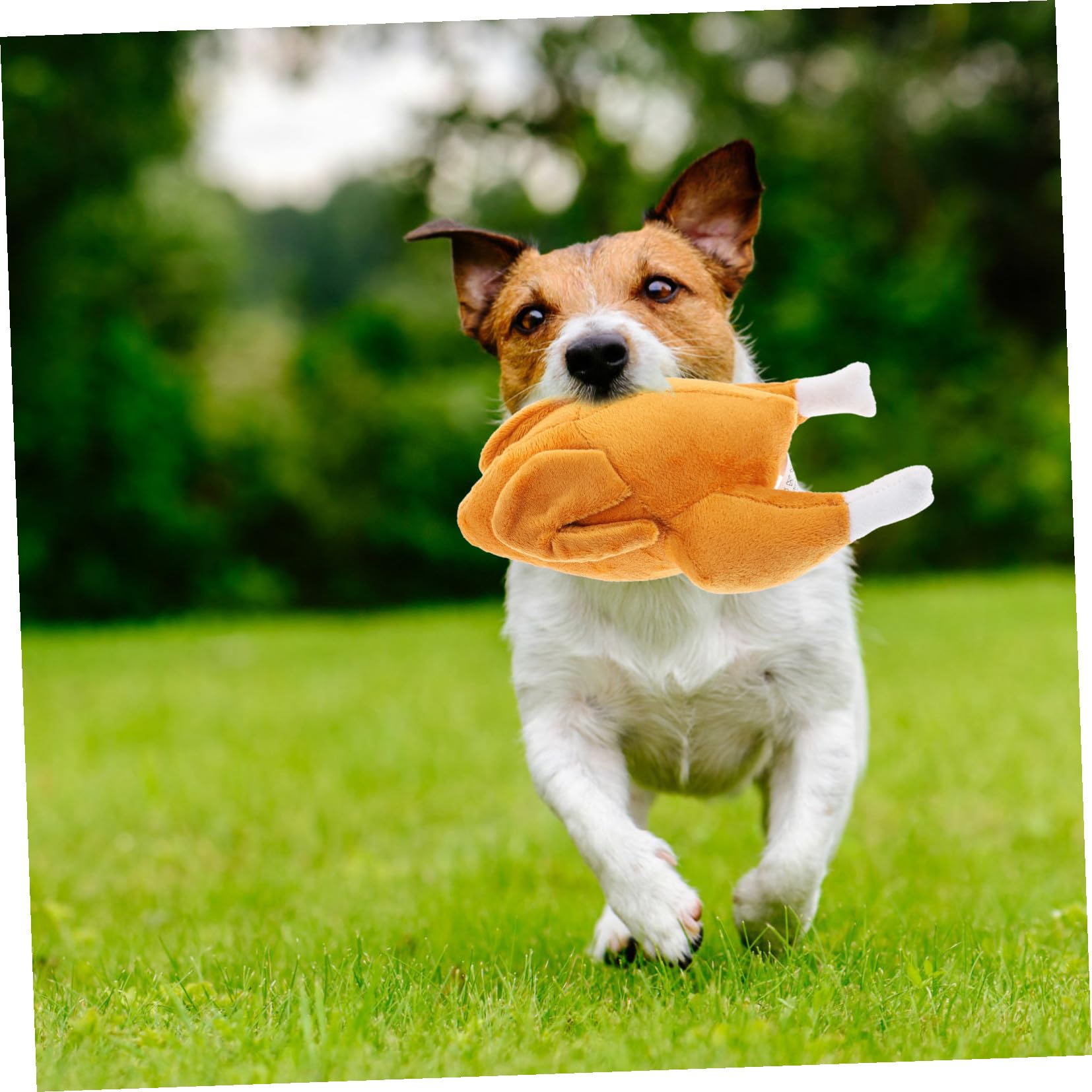 BESPORTBLE 5piezas Juguete Interactivo para Perros Juguete De Masticar Creativo y Estimulante para Sniffing para Entrenamiento y Diversión De Mascotas