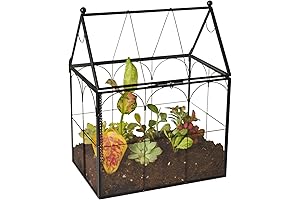 Large Plant Glass Terrarium for Plant
