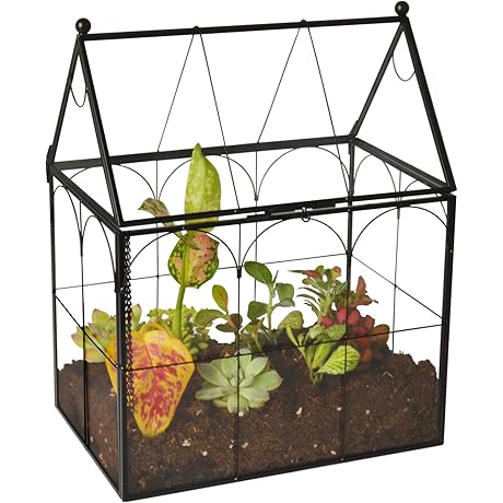 Large Plant Glass Terrarium for Plant