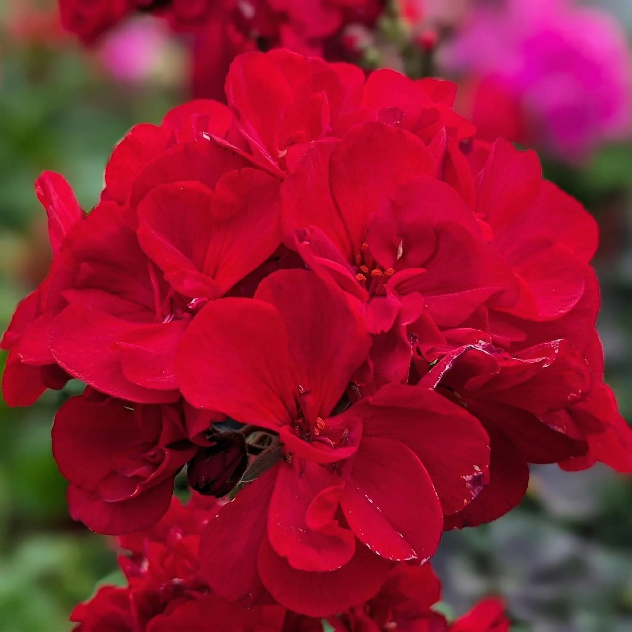Géranium Zonal Rouge | 3 plantes en pot | Fleurs printanières de balcon et de jardin | Plante à fleurs résistante au soleil | Floraison abondante | Idéal pour les terrasses et la décoration extérieure - 2