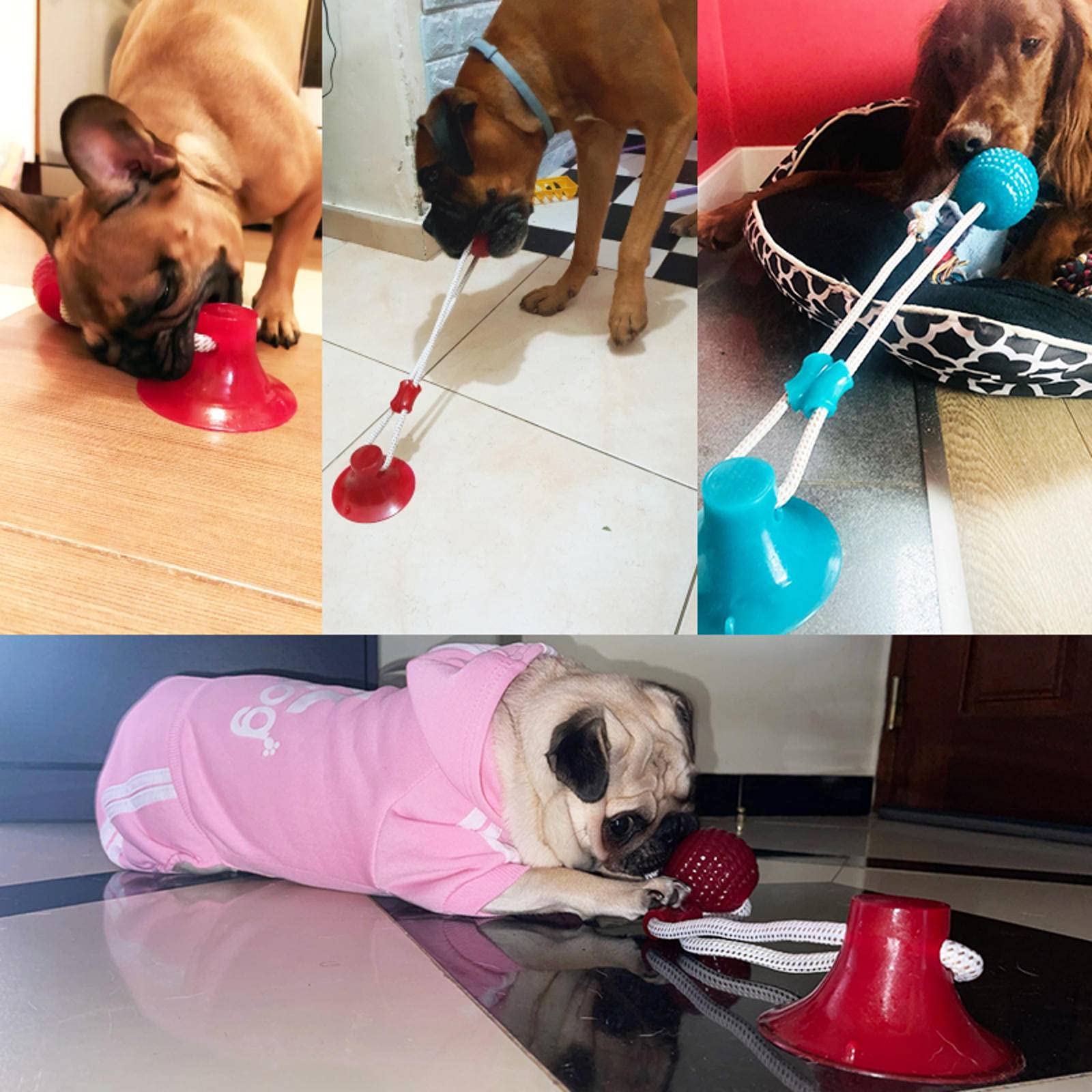 Amazon.com: NC Juguete interactivo para perros con ventosa para empujar,  juguete molar para mascotas, cuerda elástica, suministros para masticar  limpieza de dientes de perro : Productos para Animales