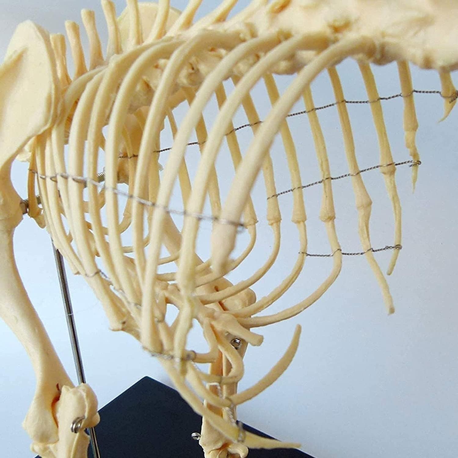 Modelo de esqueleto perro, molde enseñanza anatomía animal hueso completo canino, esqueleto hueso perro cola cabeza desmontable, soporte soporte, escuela veterinaria, clínica mascotas, exposición