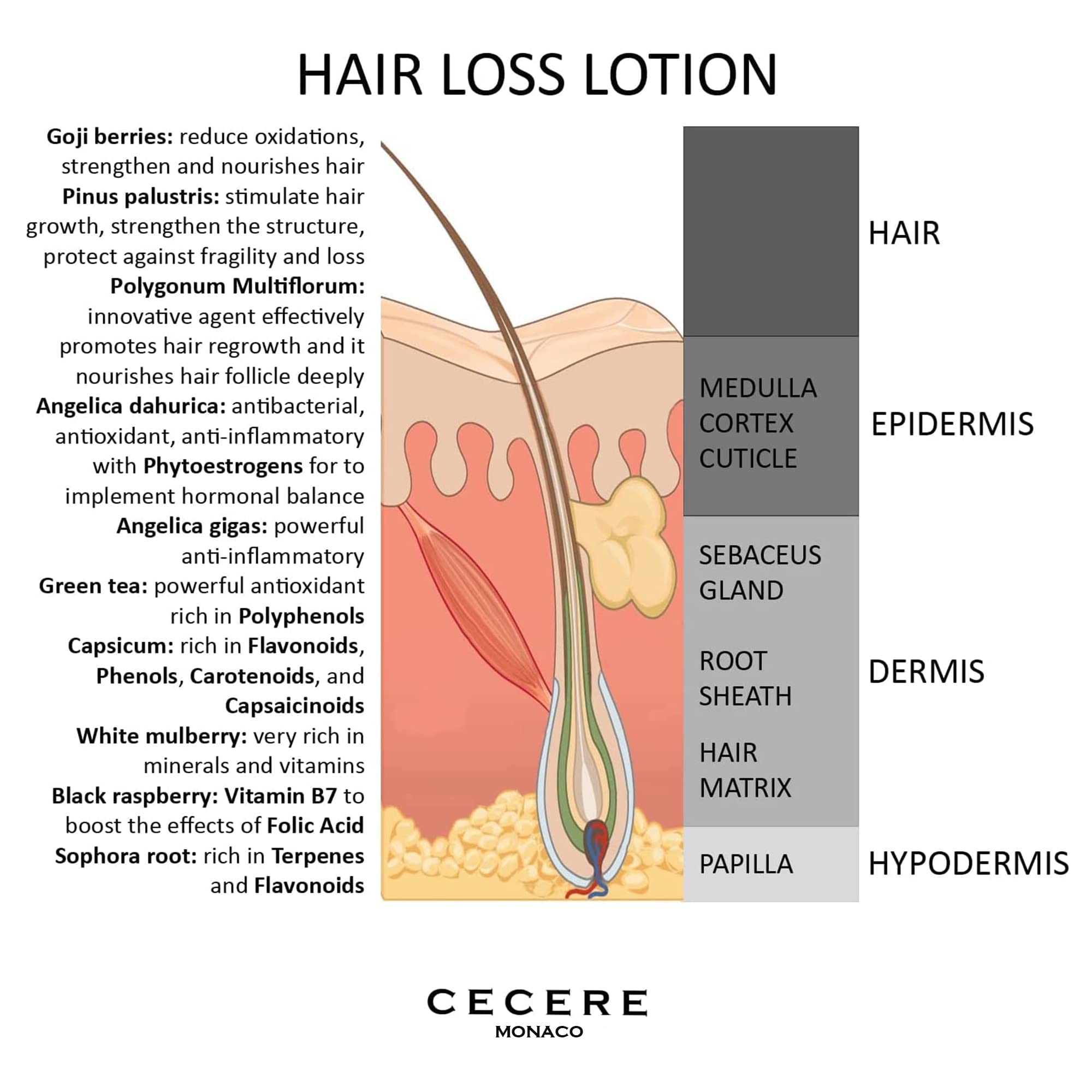 (100ml/3.3fl.oz)Lozione per la caduta dei capelli per uomini,donne,siero per la crescita dei capelli per rafforzare e nutrire i capelli contiene fitoestrogeni,Polygonum Multiflorum