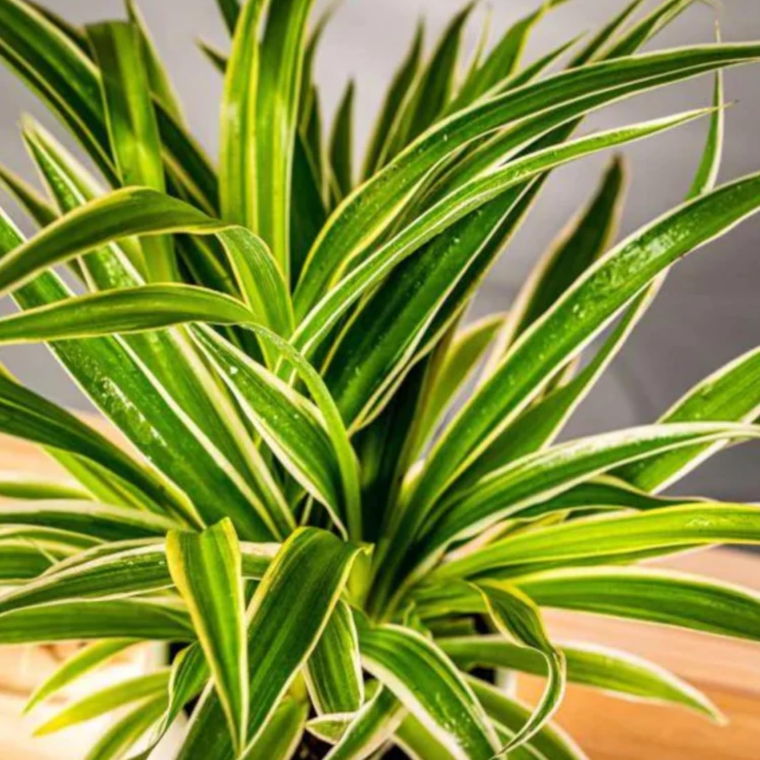 Hug A Plant | Spider Plant (Chlorophytum comosum) Ornamental Live Plant (Home & Garden) (B0CBC2KJ15) Amazon Price History, Amazon Price Tracker