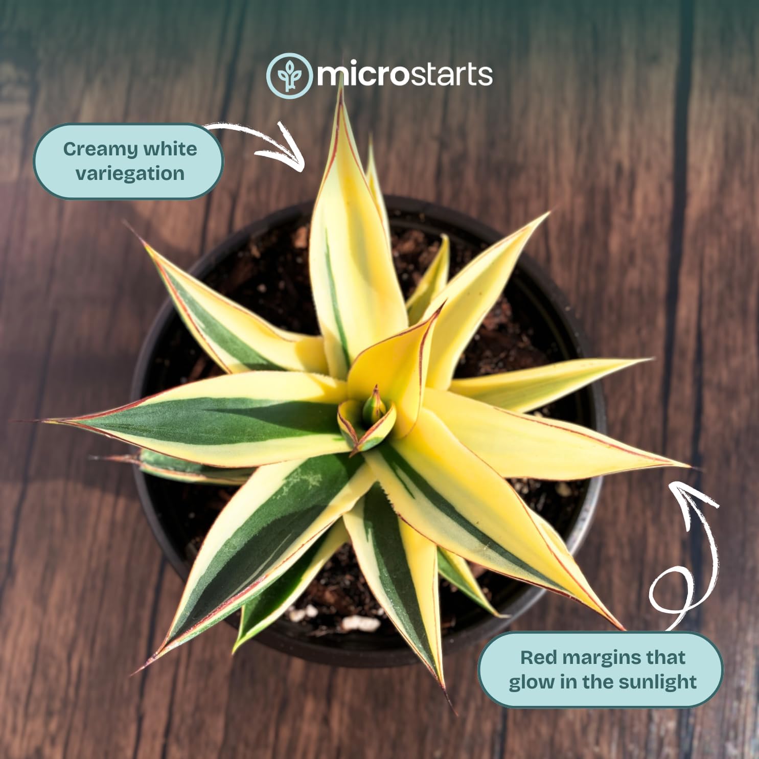 Half-Moon Reverse Variegated Agave - 1 Plant - Drought-Tolerant Succulent