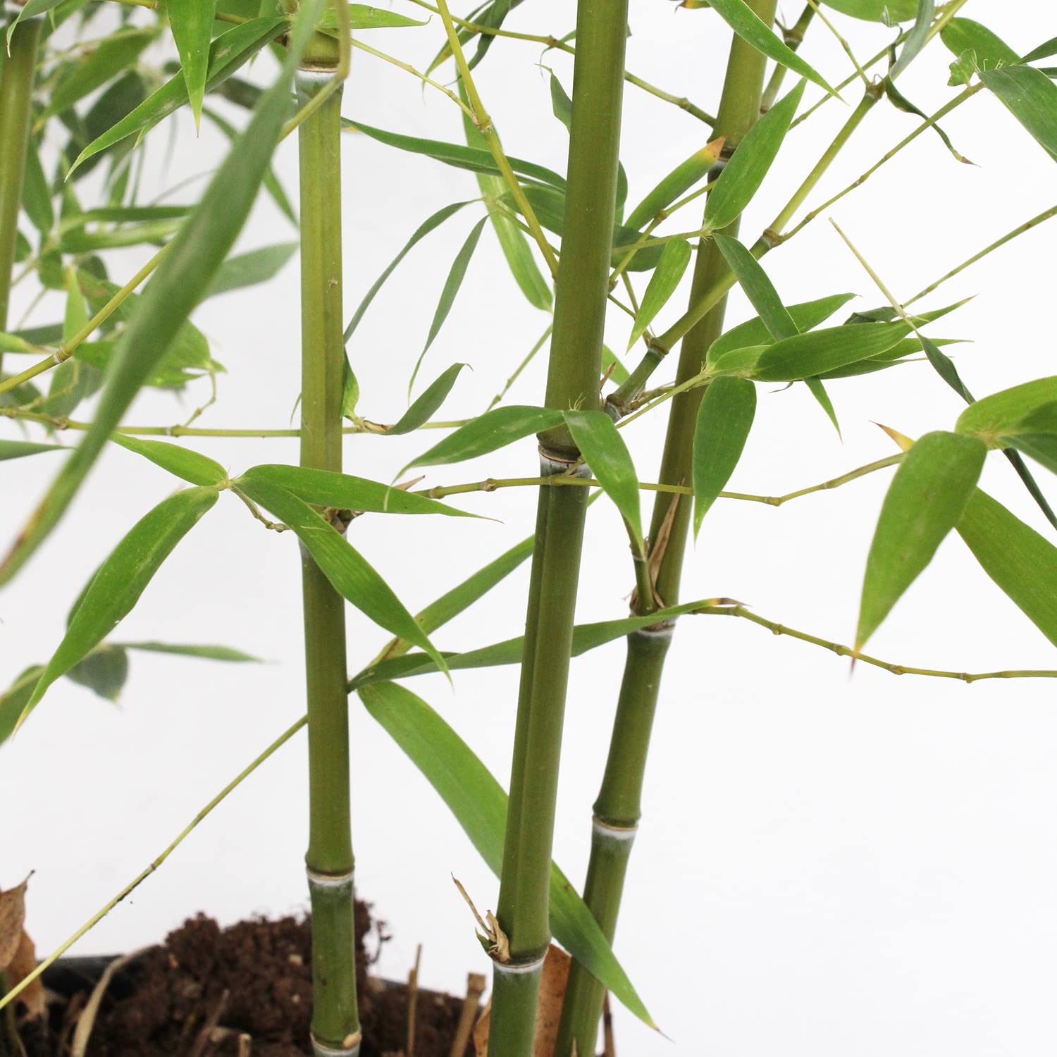 KENTIS - Bambusa Aurea - Vraie Bambou d'Extérieur - Bambou pour Jardin - Vraies Plantes d'Extérieur - H 170-200 cm Pot Ø 24 cm