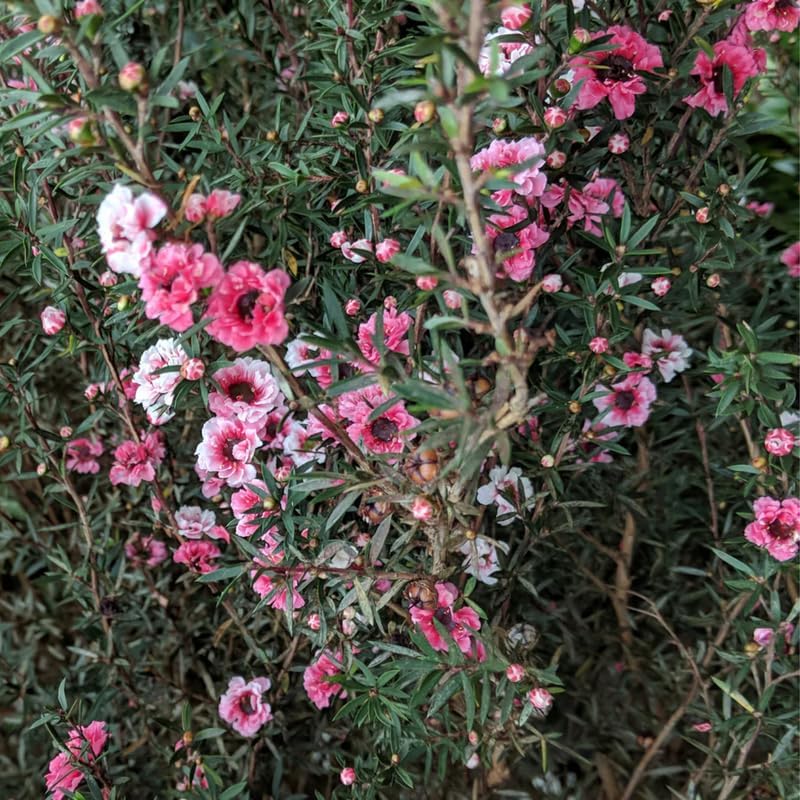 Manuka Tea Tree Live Plant, Pink Flowers Leptospermum Plant, 4 to 6 Inch Tall, Well Rooted Plants, No Pot