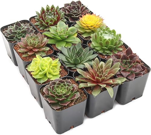 Miniatura 2 de Mountain Crest Gardens Sempervivum - Paquete variado de suculentas  12 plantas de roseta vivas resistentes, sin repeticiones, enraizadas en macetas
