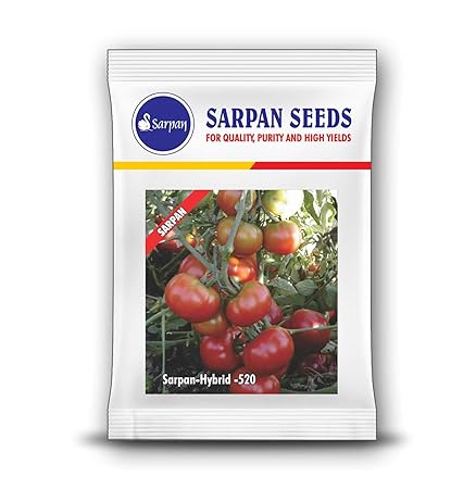 Tomato Seeds ? Sarpan Hybrid ? 520 .No. of Seeds - 25+.