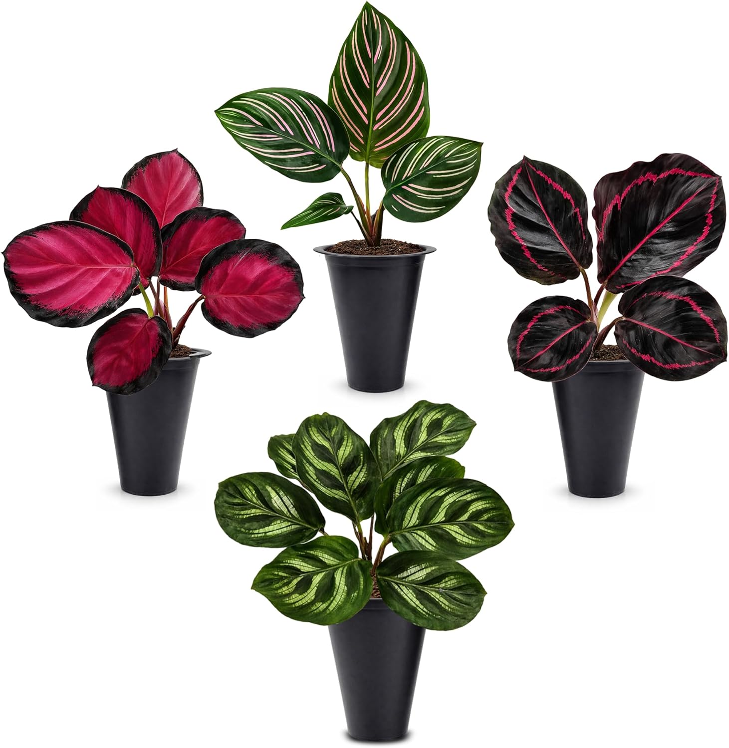 Calathea Collection (4 Pack) Live Plants - Prayer Plants, Air Purifying Plant Indoor, Easy Plants Live Houseplants, Perfect for Home, Room, or Office Decor, Real Plants Indoor/Outdoor