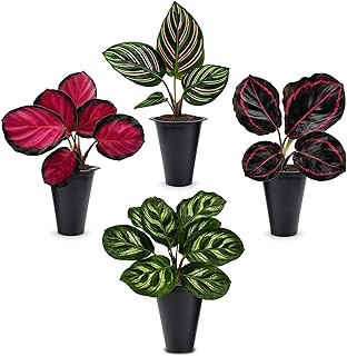 Calathea Collection (4 Pack) Live Plants – Stunning Foliage Prayer Plant...