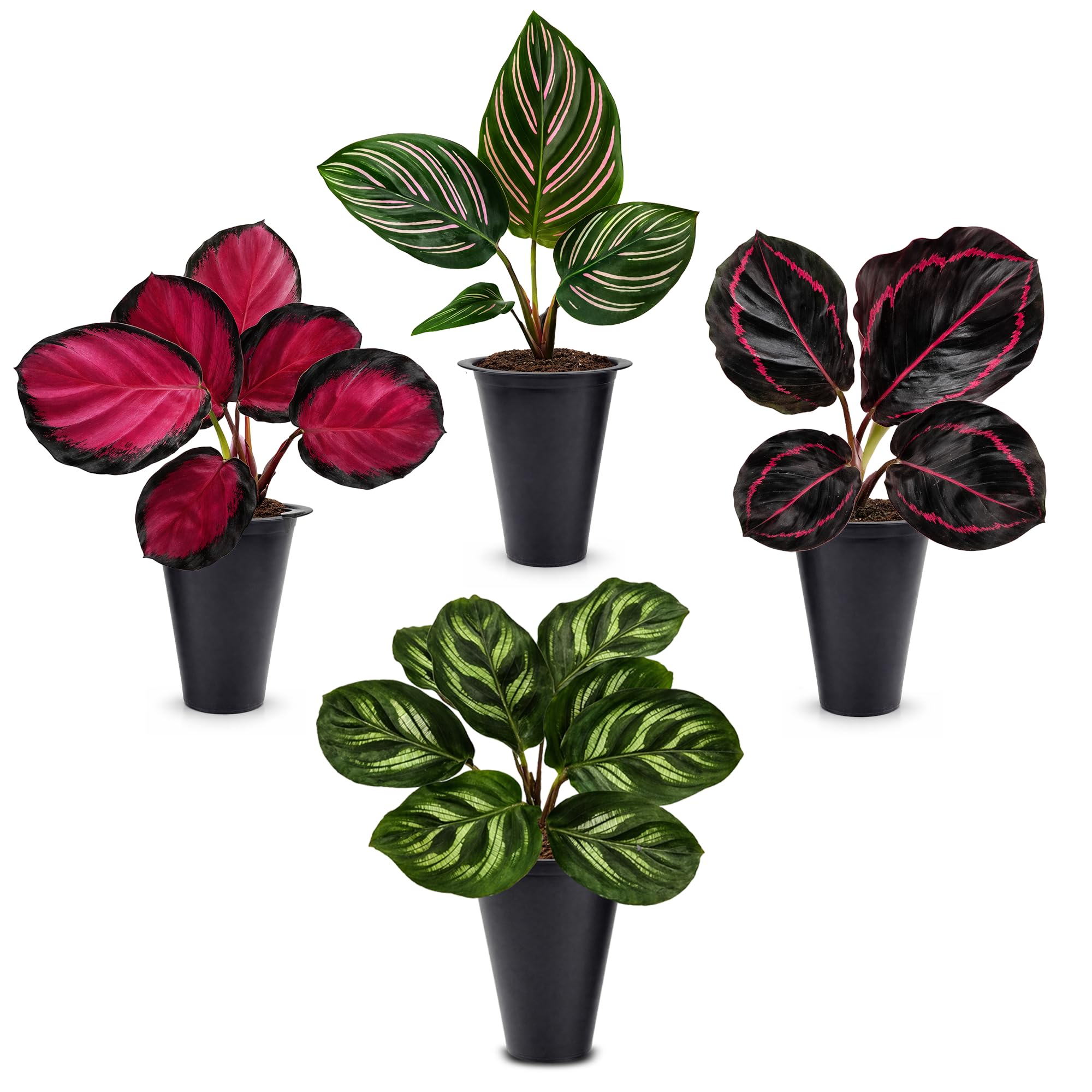 Calathea Collection