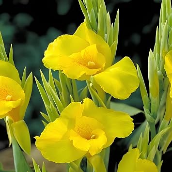 Votaniki Amarilla Tropical Yellow Canna Lily Bulbs - Vibrant Blooms, Perennial Canna Lily Bulbs for Planting | Fast Growing and Low Maintenance Beauty 2 Pack
