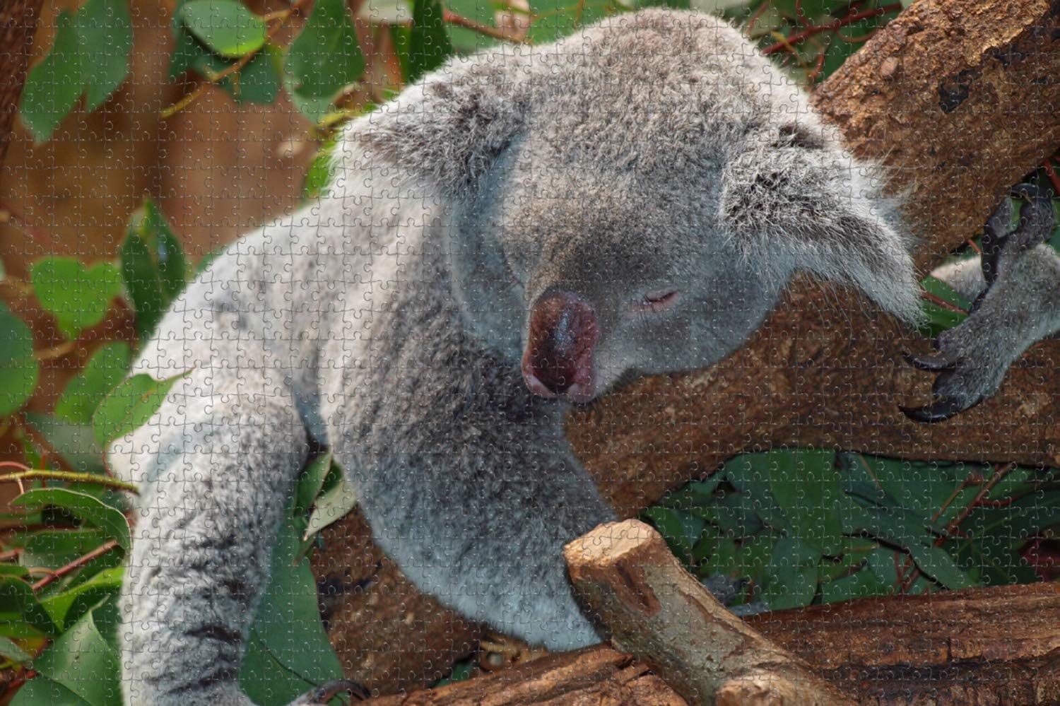 Australia Lone Pine Koala Sanctuary Brisbane Jigsaw Puzzle for Adults 1000 Piece Wooden Travel Gift Souvenir