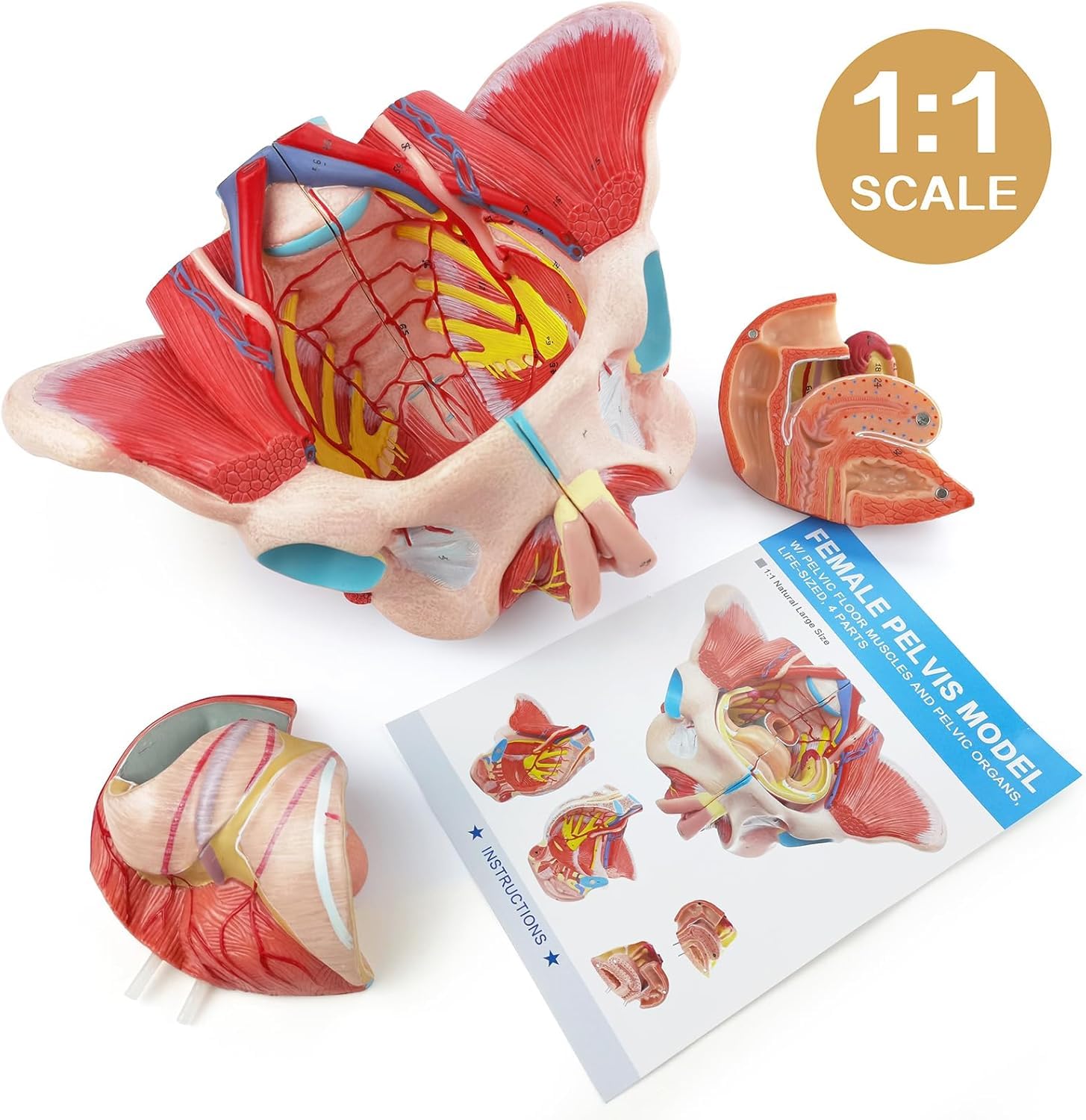 Ludzki Model Miednicy Miednicy Rzeczywistych, Naczyniowych, Nerwowych I Rozrodczych, 4 Narządy Usuwalne Do Fizjologii I Higieny W Szkole Anatomii