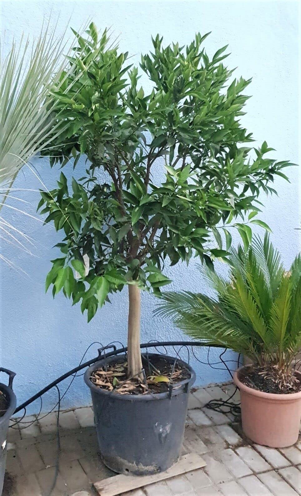 Clementino In Vaso 18cm - Albero Di Mandarino Clementino Siciliano H 120cm AMDGarden - Foto 2