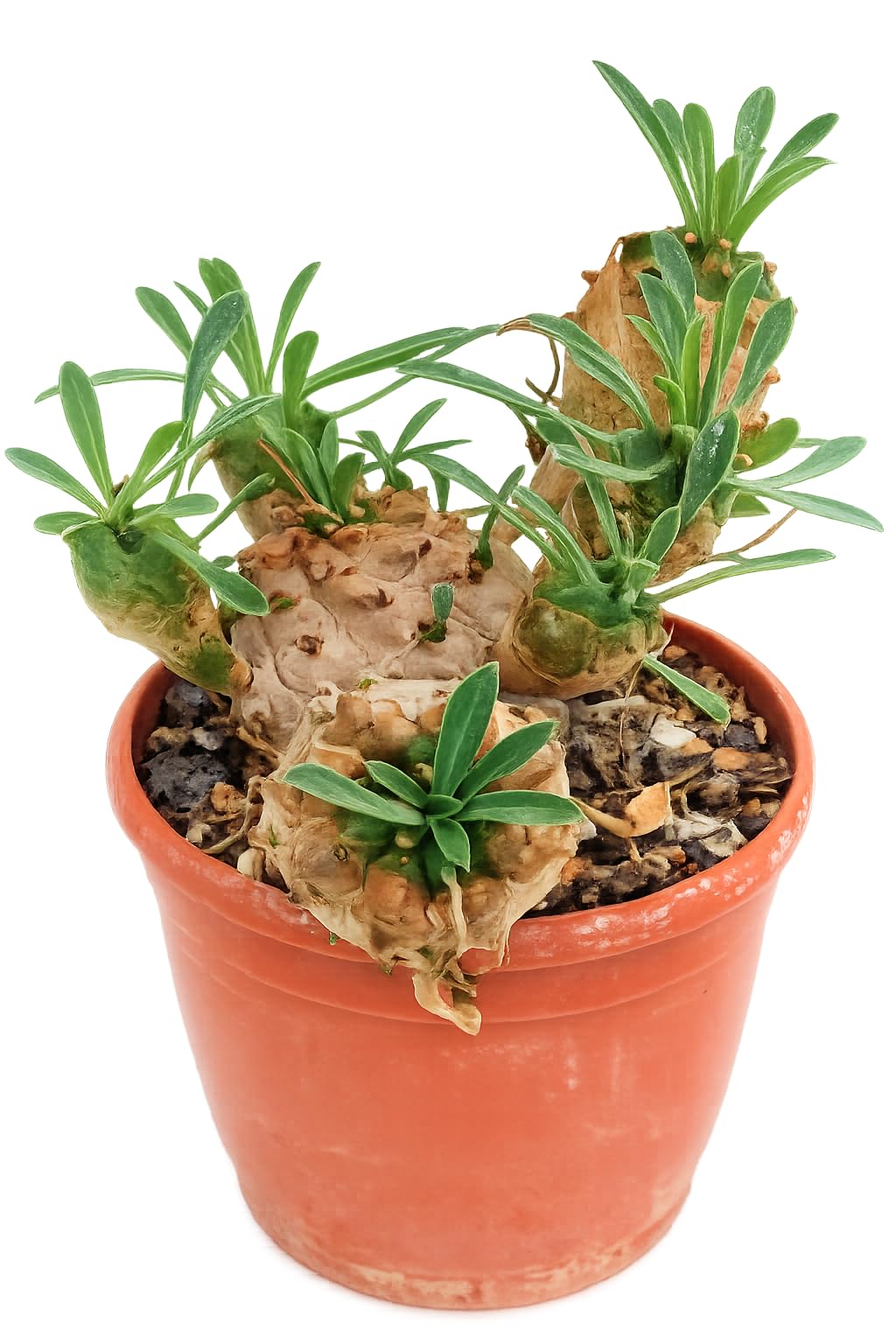 Euphorbia Fruticosa Cactus Live Plant in Terracotta barerooted | Compact Rosette Shape, Drought-Tolerant, Indoor & Outdoor Use, 10 inch Height, Low Maintenance-image-8