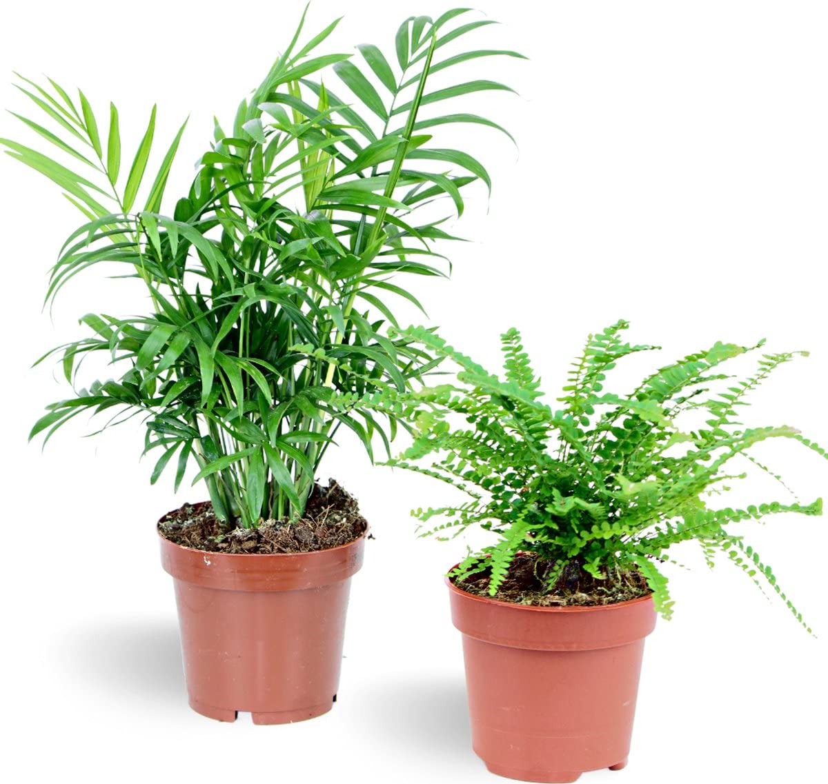 Helecho & Palmera de Interior | Pack 2 Plantas | DECOALIVE | Plantas de Interior | Nephrolepis Exaltata y Chamaedorea Elegans
