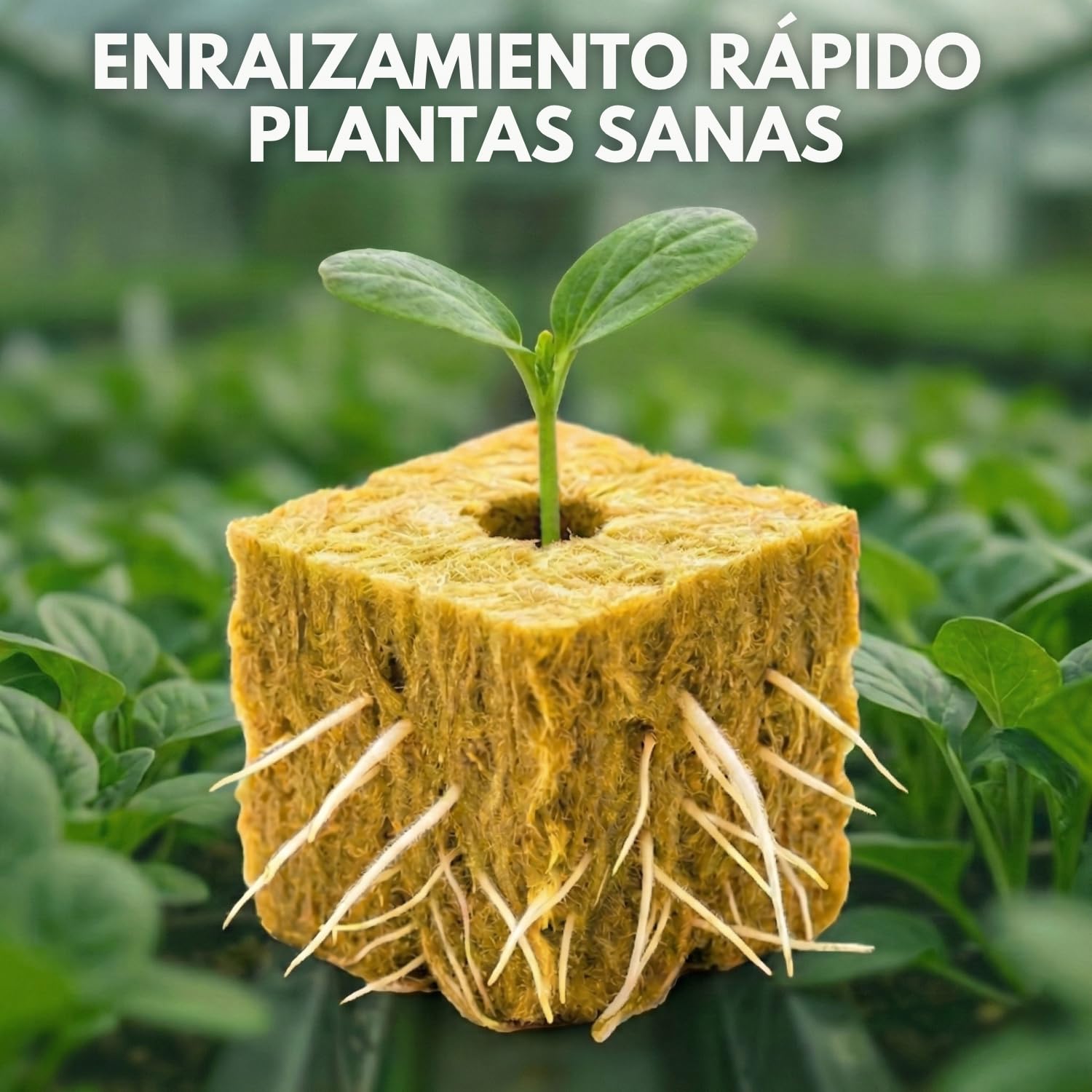 Lote de 100 Cubos de Lana de Roca Hidropónica (2,5 cm) para Germinación y Esquejes, Substrato Aireado Que Favorece el Crecimiento Rápido, Ideal para Semillas, Jardines Interiores y Exteriores