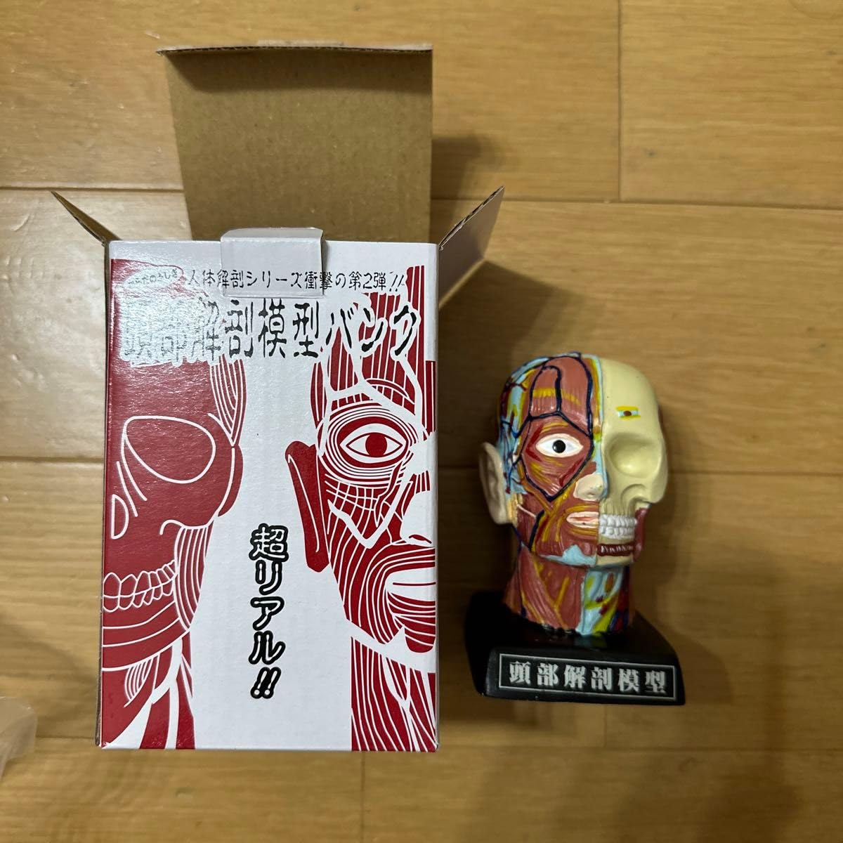 頭部解剖模型 約30cm Amazon.co.jp: 人体模型技術-11インチ（30センチ）人体解剖図