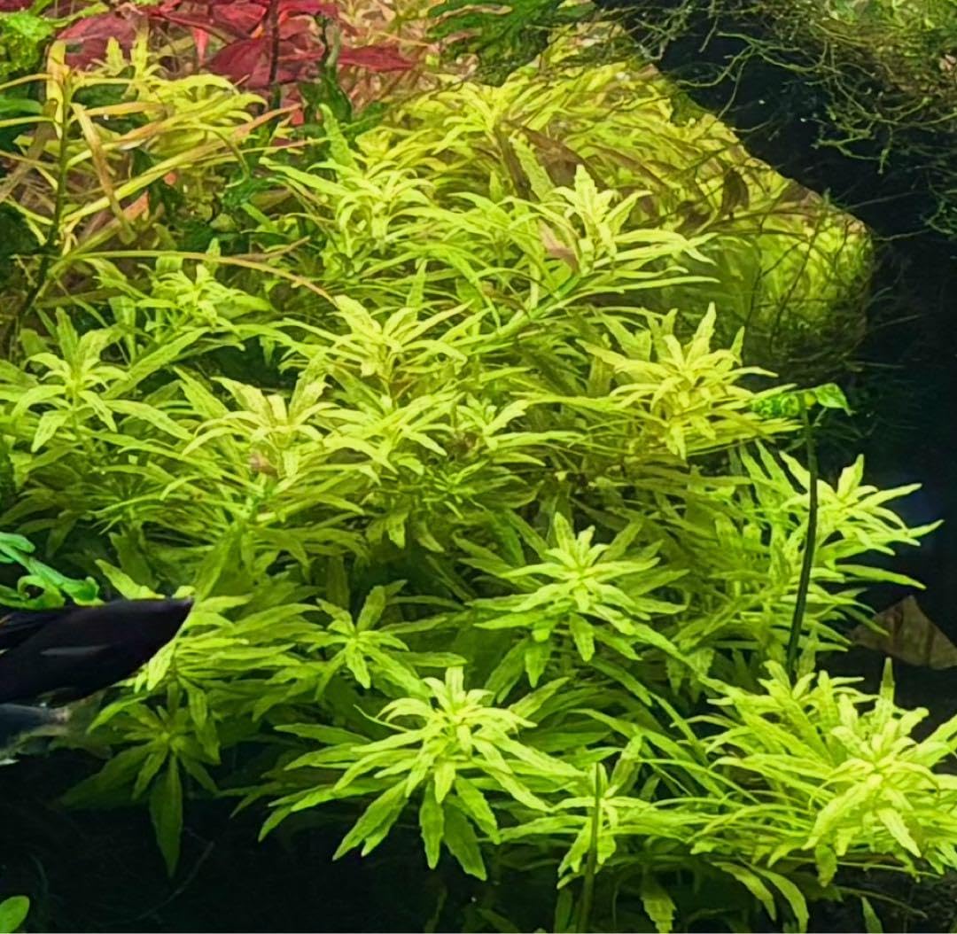 ニューオランダプラント 水中葉 10本