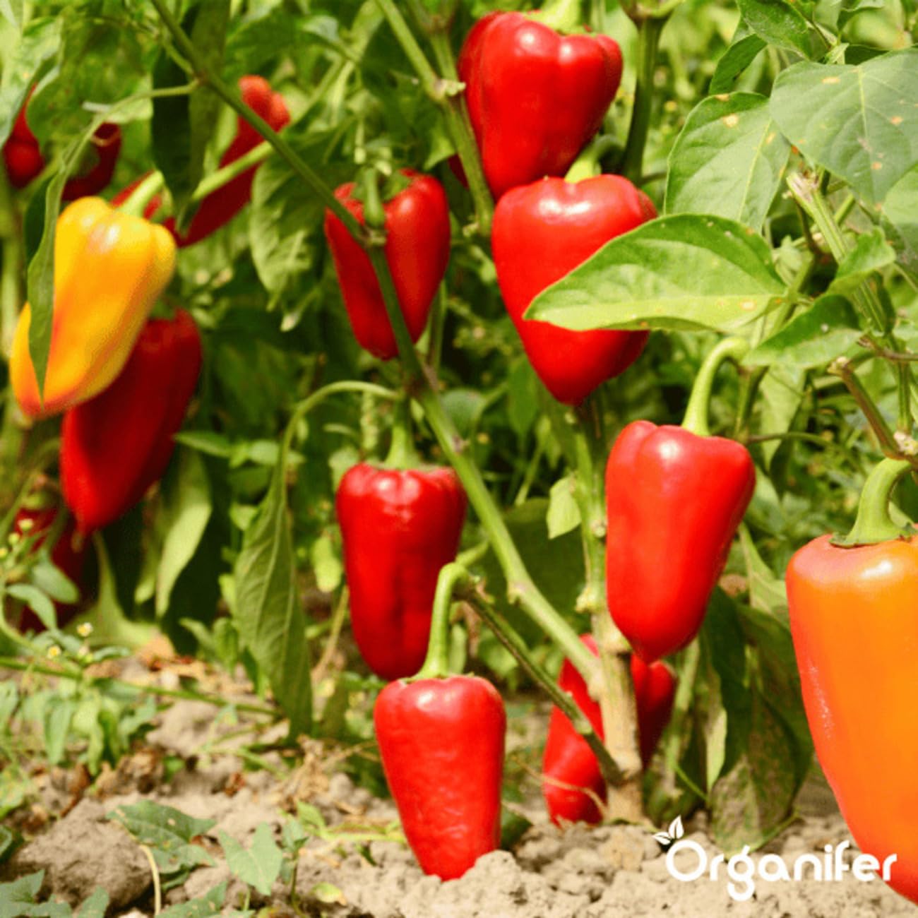 Paquetes De Semillas De Pimiento Y Pimentón | Semillas Para El Jardín - Semillas De Pimiento - Semillas De Jalapeño - Semillas De Hortalizas - 14 Variedades - Organifer