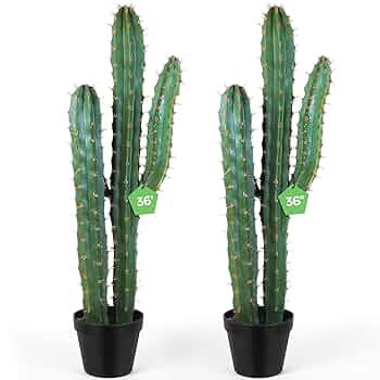 Nala ナラ　Cactus all in one Nala ナラ Cactus all in one Opuntia Ficus-indica 'burbank