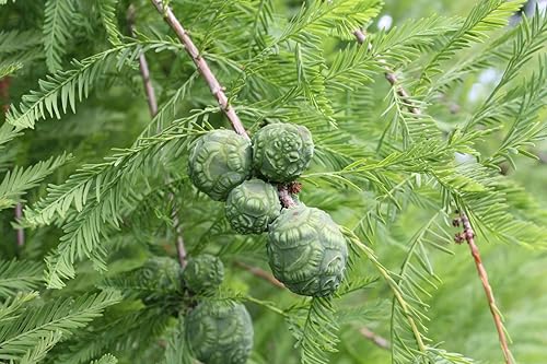 Miniatura 6 de Árbol de Ciprés Calvo del Sur  Semillas Premium  Taxodium distichum 'Summer'  Plants' (Premium Seeds, 20)