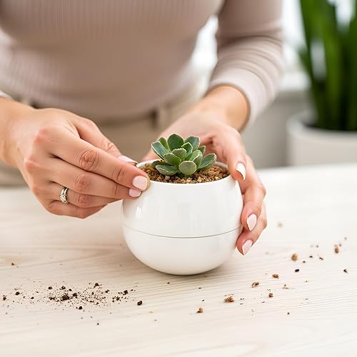 Miniatura 4 de Willowy Maceta pequeña para suculentas (paquete de 1) Macetas para suculentas con bandeja de drenaje Macetas de cerámica, macetas para