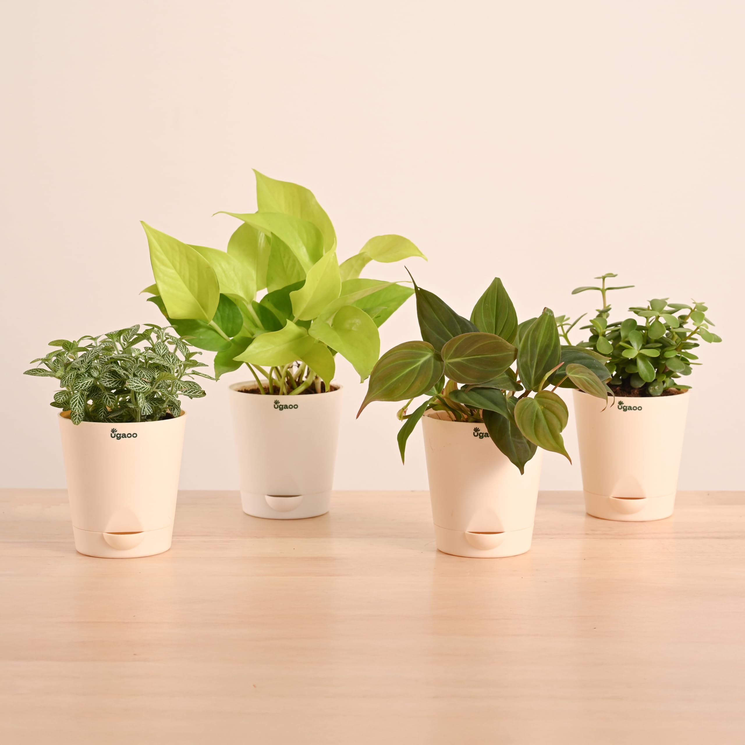 Ugaoo Live Plants Combo of 4 - Money Plant Golden, Fittonia, Jade, Philodendron Micans - Indoor Plant for Living Room Decor | Home Decore | Self Watering Planter