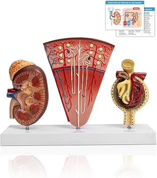 JNMFTD Human Kidney Model,3-Part enlarge Nephron Glomerulus Renal Structure Anatomy Model with Base Product Manual Card for Medical Education Urologists Patient Consultation Learning Study Tool