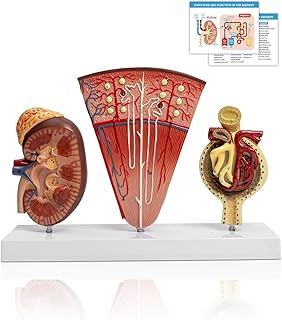 JNMFTD Human Kidney Model,3-Part enlarge Nephron Glomerulus Renal Structure Anatomy Model with Base Product Manual Card for Medical Education Urologists Patient Consultation Learning Study Tool