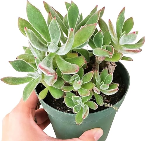Miniatura 2 de Zapatilla de rubí Echeveria Harmsii de 4 pulgadas - Plantas suculentas vivas - Plantas suculentas raras vivas - Plantas suculentas únicas vivas -
