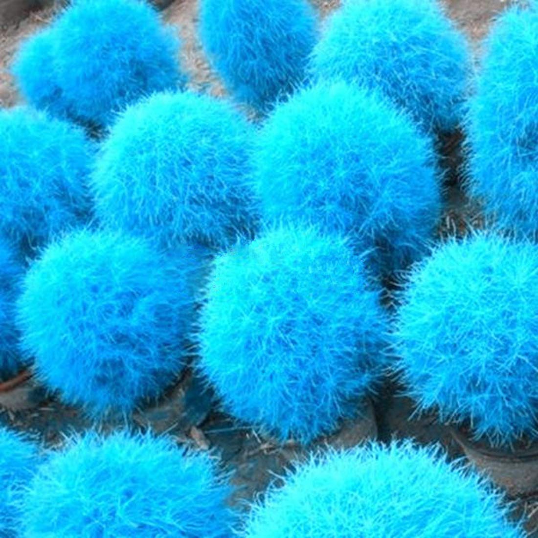 Nema Burning Bush Kochia Scoparia Grass Seeds-Blue-100Pcs-image-22