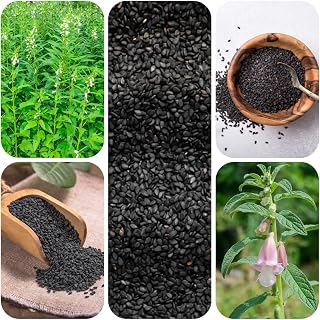 semillas de sésamo negro orgánicas semillas de hierbas, semillas de hortalizas tradicionales semillas de sésamo Semillas para camas elevadas, jardín de hierbas para balcón hierbas de 500pcs