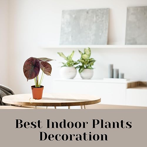 Miniatura 5 de Alocasia - Plantas vivas en maceta de 2 pulgadas, seguro para mascotas, fácil de cultivar, purificador de aire, plantas de interior, flores para el