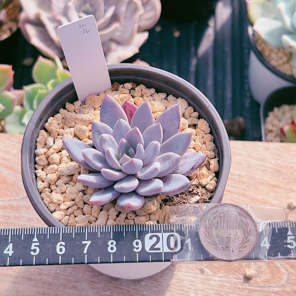 Amazon.co.jp: A！！多肉植物 ルル 韓国苗 美苗 農園直売 観葉植物