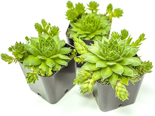 Miniatura 7 de Sempervivum - Plantas suculentas vivas de interior (3PK), plantas de interior vivas Sempervivum, plantas de interior vivas, plantas de interior para
