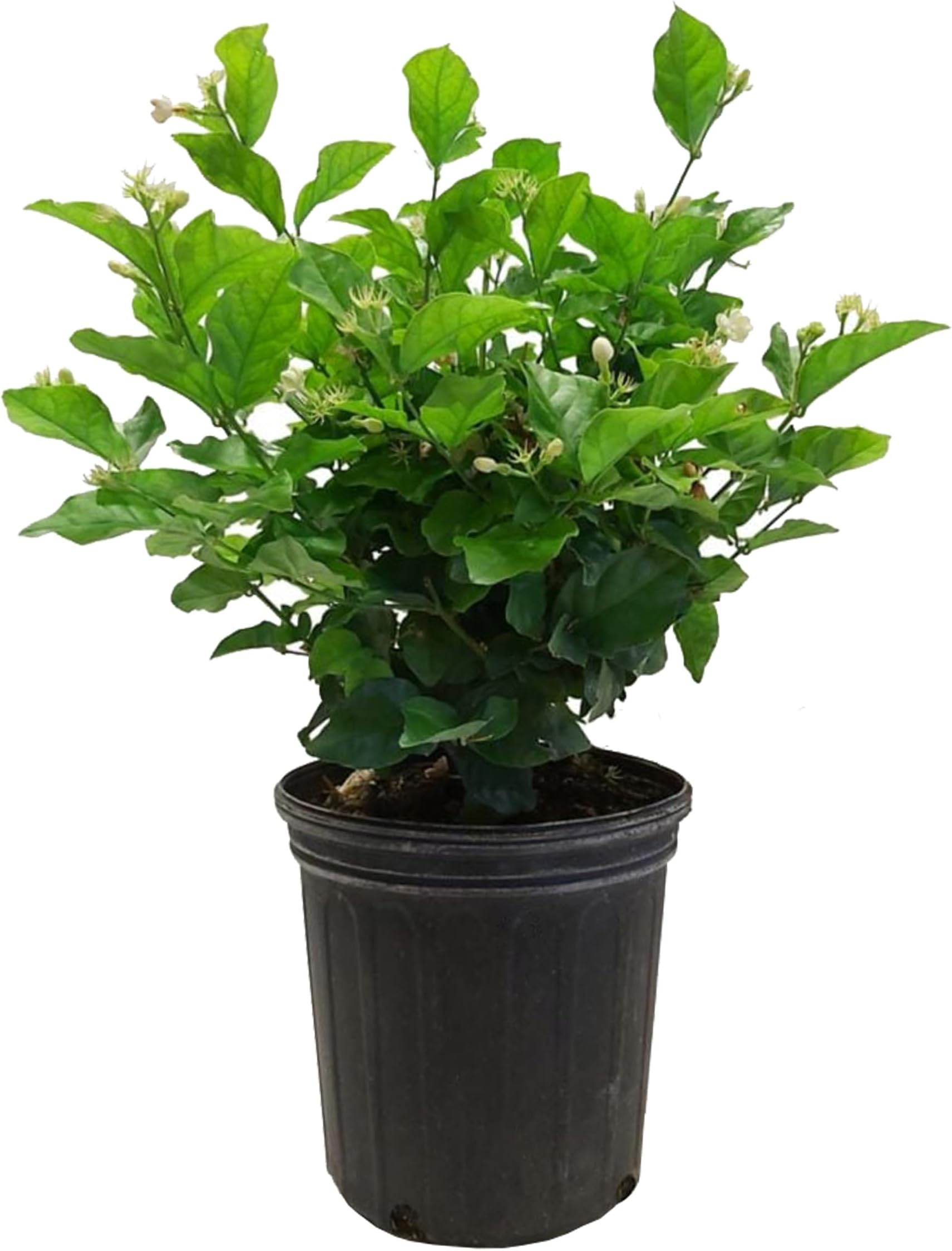 kushplant Mogra Star Live Plant flower plant with pot
