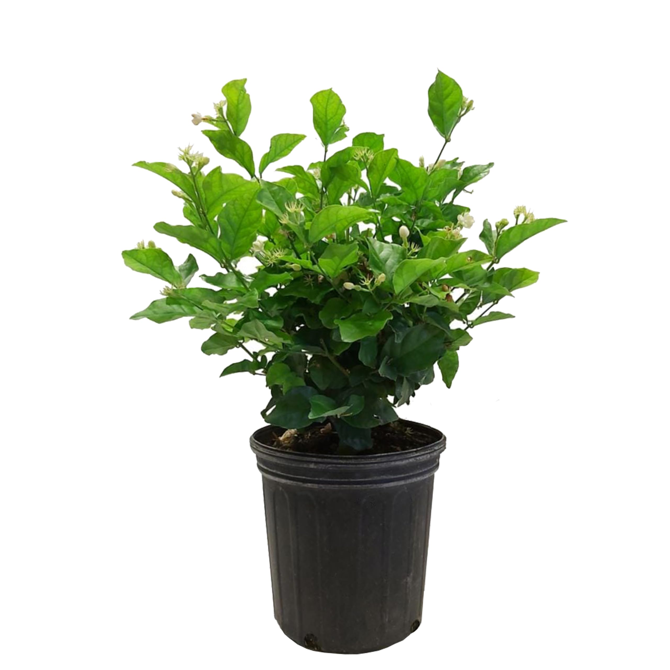 kushplant Mogra Star Live Plant flower plant with pot
