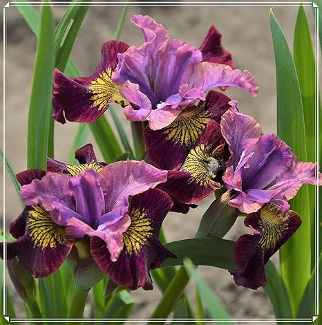 Amazon アイリス球根 植物盆栽 観賞植物 丈夫な植物 魅力的な香り 中庭に植えることができ 花のような翡翠のように美しく 威厳があり C 5 球根 花