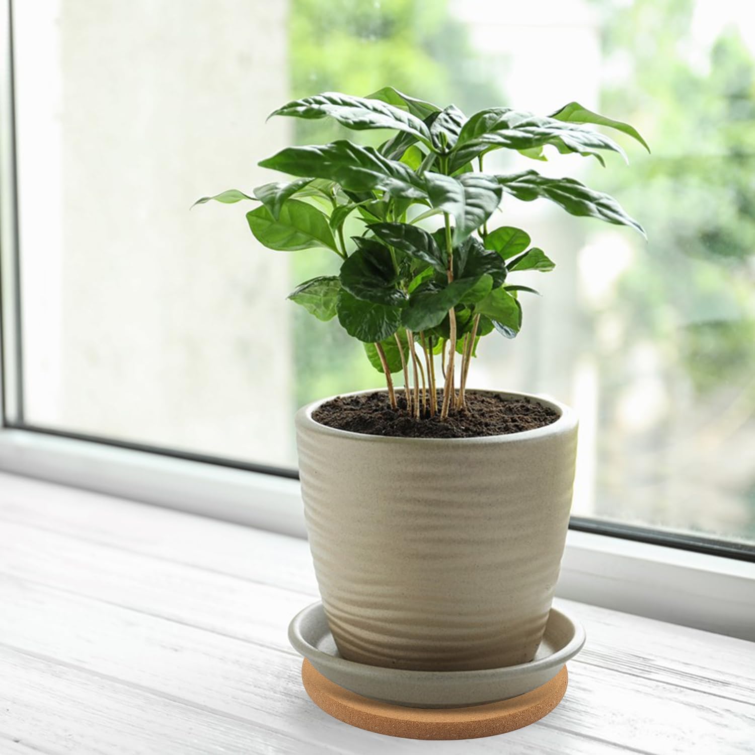 20 Pack 6.4 Inch Cork Plant Saucers, 6.4 Inch Absorbent Round Cork Plant Coasters for Indoor Flower Pots, Planters, Houseplants, Surface Protection